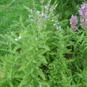 Salvia somaliensis (2)